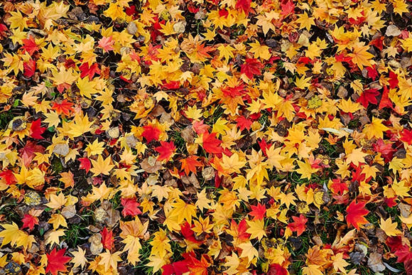 OH92_kouyoushitaochiba500_mini